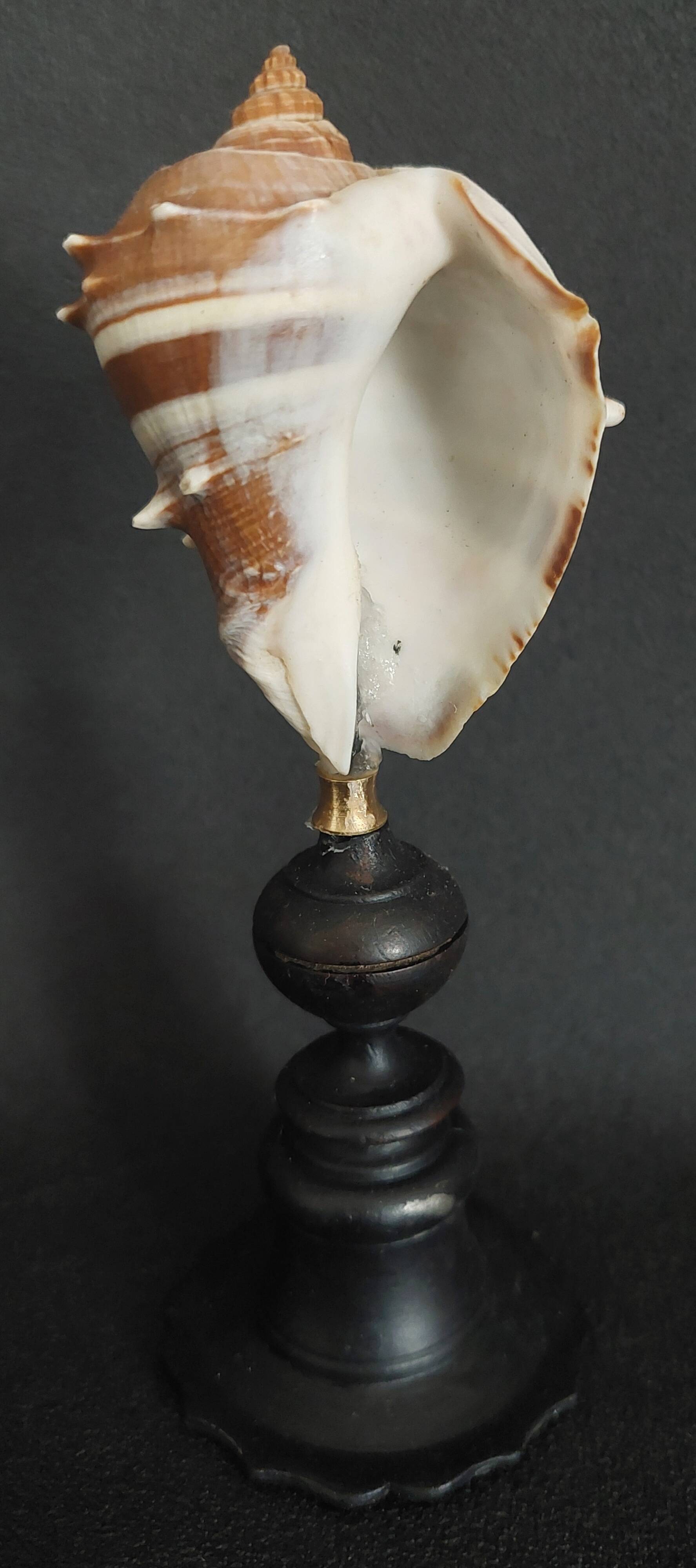 Cabinet of Curiosities: Melongena melongena shell on a pedestal