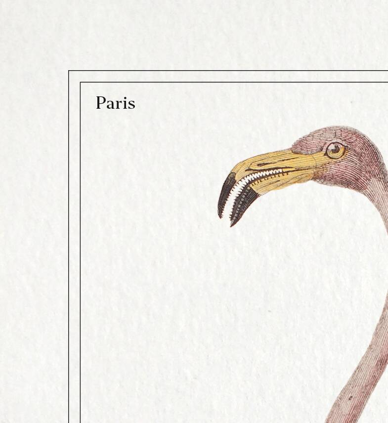 Chimera lithograph animal engraving - the pink flamoulpe