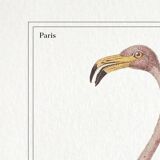 Chimera lithograph animal engraving - the pink flamoulpe