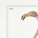 Chimera lithograph animal engraving - the pink flamoulpe