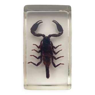 Resin inclusion insect - malaysian black scorpion curiosity - no. 40