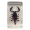 Resin inclusion insect - malaysian black scorpion curiosity - no. 40