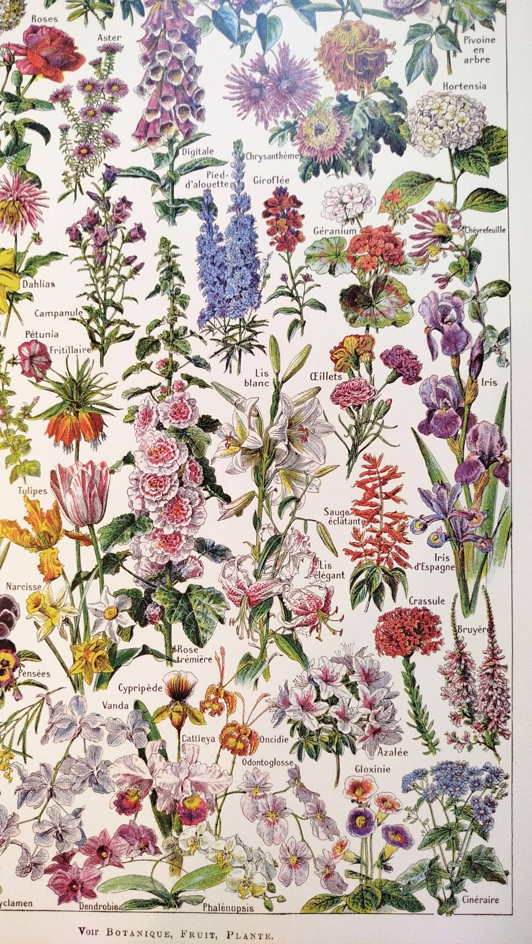 Poster about flowers, after a 1922 lithograph