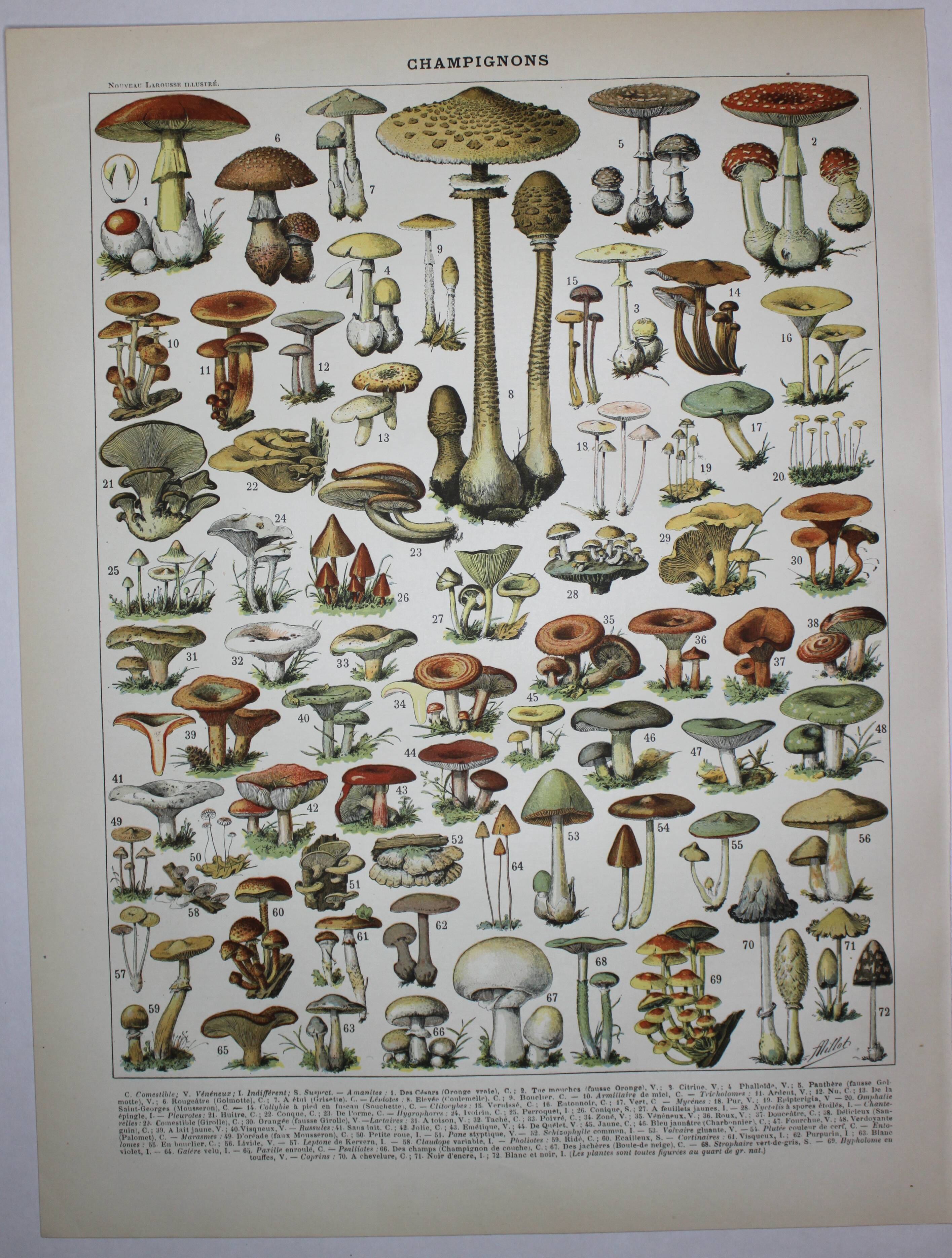 Engraving • Mushrooms 1, picking • Original lithograph from 1898