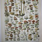 Engraving • Mushrooms 1, picking • Original lithograph from 1898