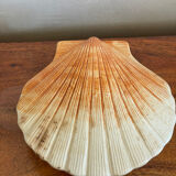 Ceramic scallop shell