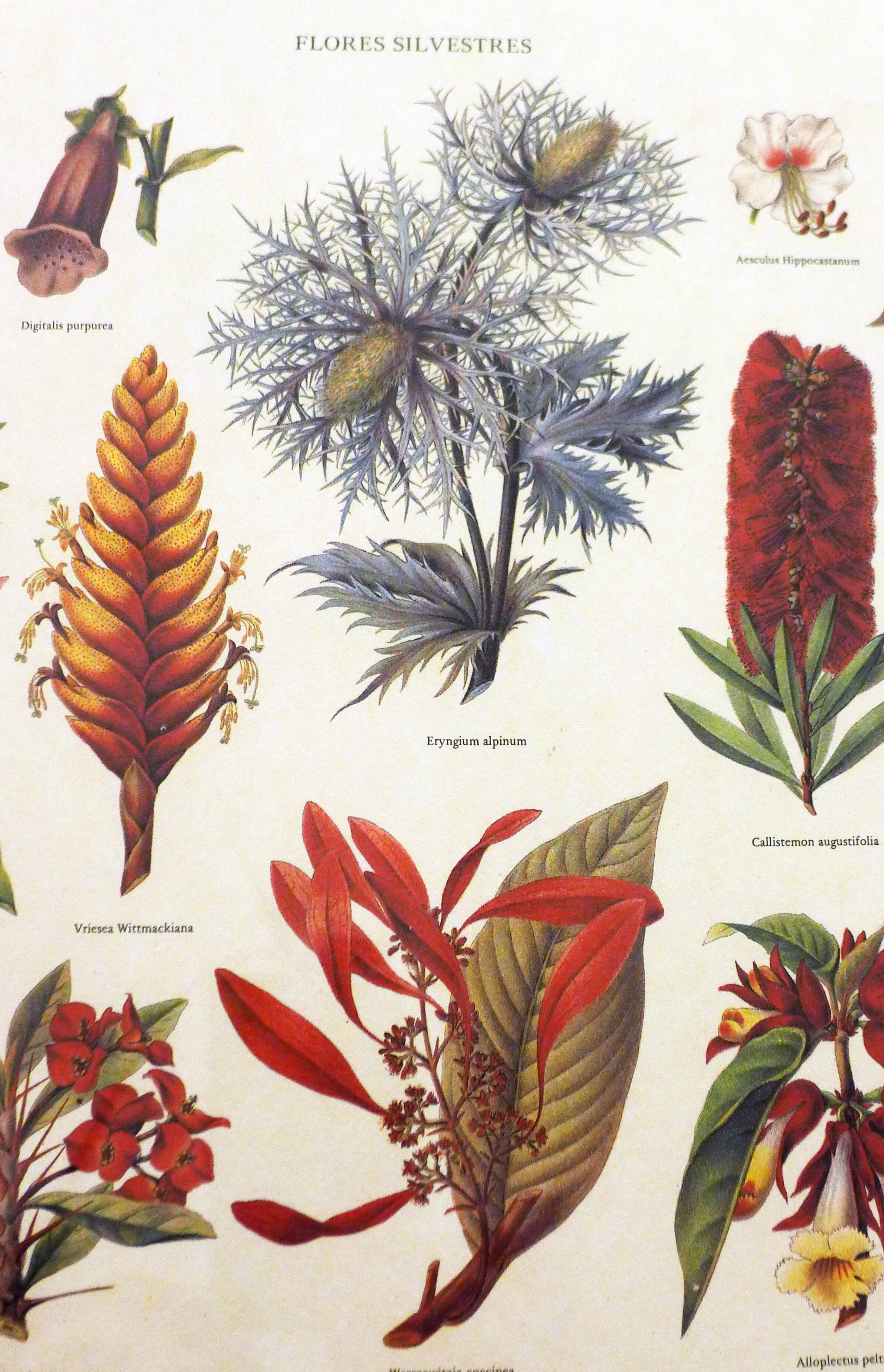 Framed Wildflower Botanical Plate