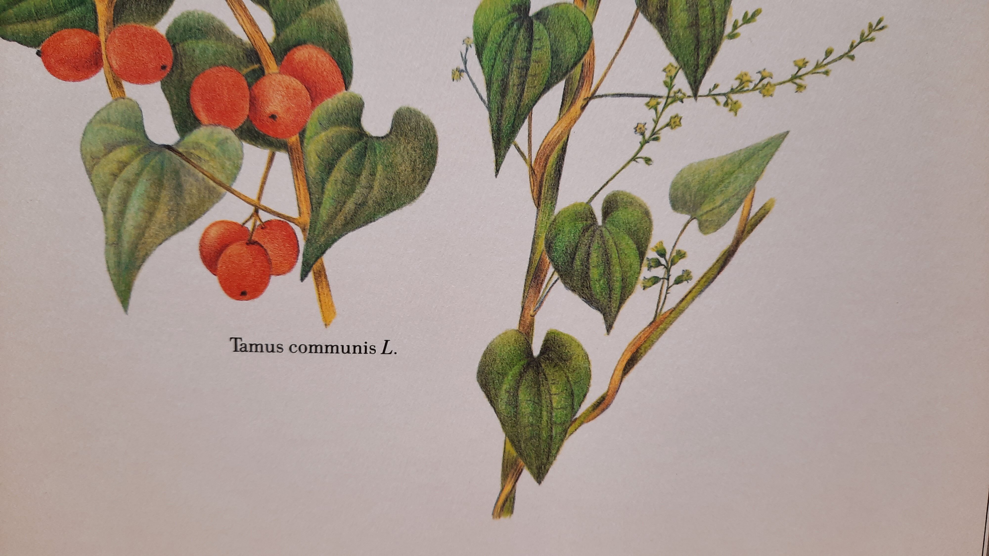 Tamier botanical plate