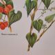 Tamier botanical plate