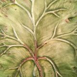 4 plates dabbling 70s