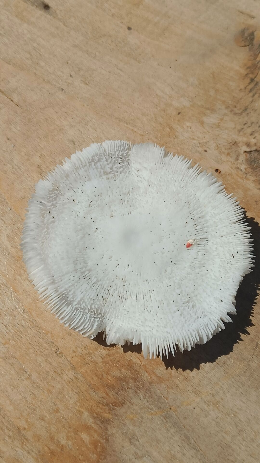 Natural round coral