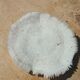 Natural round coral