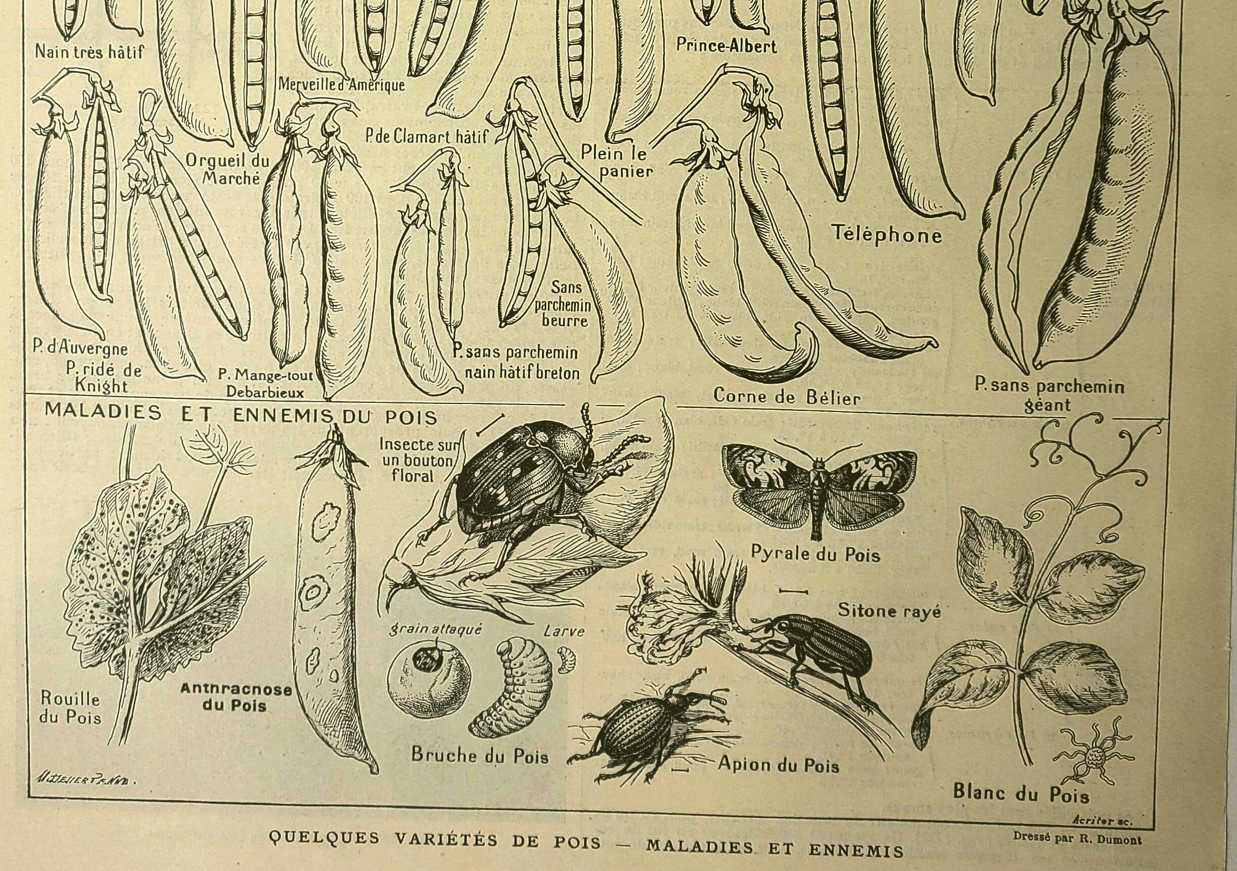 1921 botanical plate by M. Dessertenne - Peas - Old vegetable garden