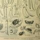 1921 botanical plate by M. Dessertenne - Peas - Old vegetable garden