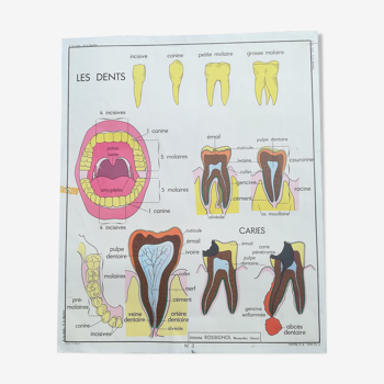 Vintage school poster N°3 Teeth N°4 Digestion Rossignol