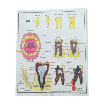 Affiche scolaire école vintage N°3 Les dents N°4 La digestion Rossignol