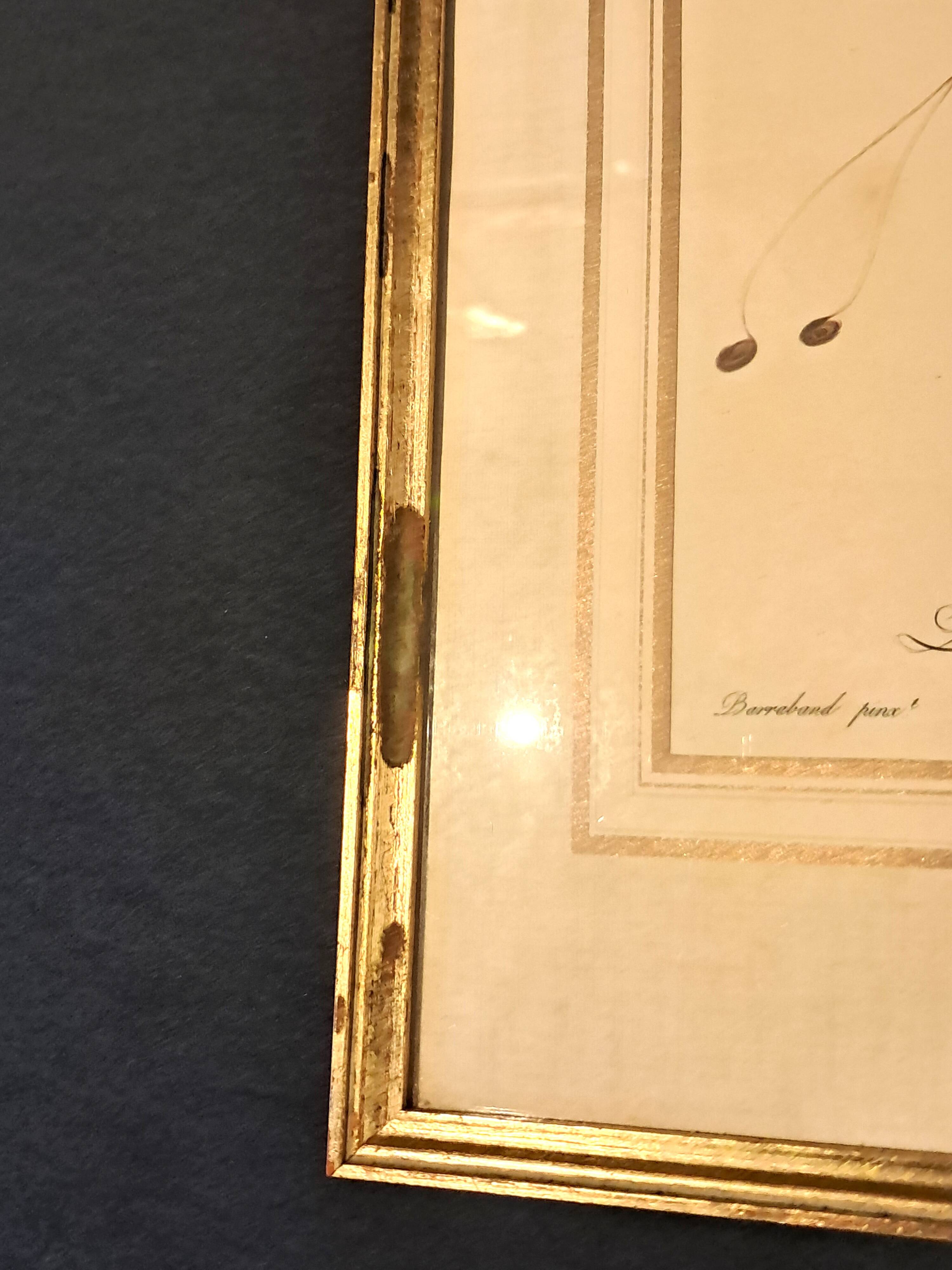 Three Impressions of Tropical Birds by Barraband