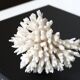 White coral, 70s