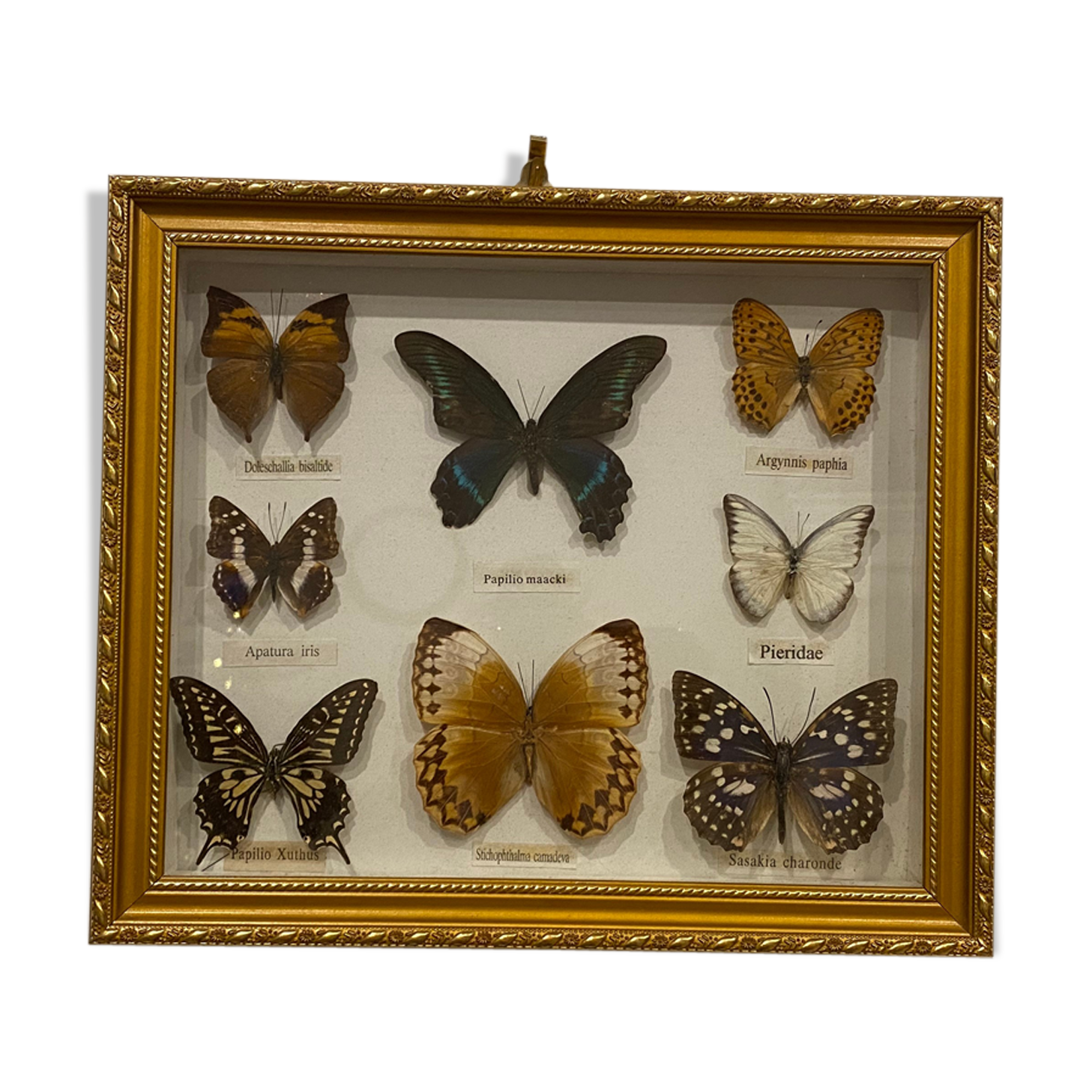 Vintage butterfly frame