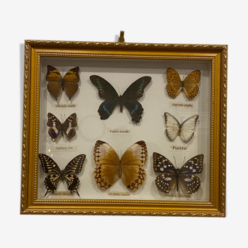 Cadre papillons vintage