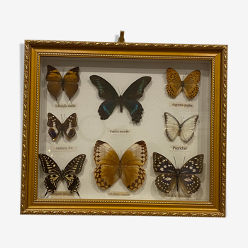 Vintage butterfly frame