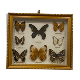 Cadre papillons vintage