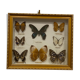 Vintage butterfly frame