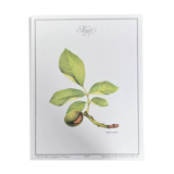 Botanical board walnut