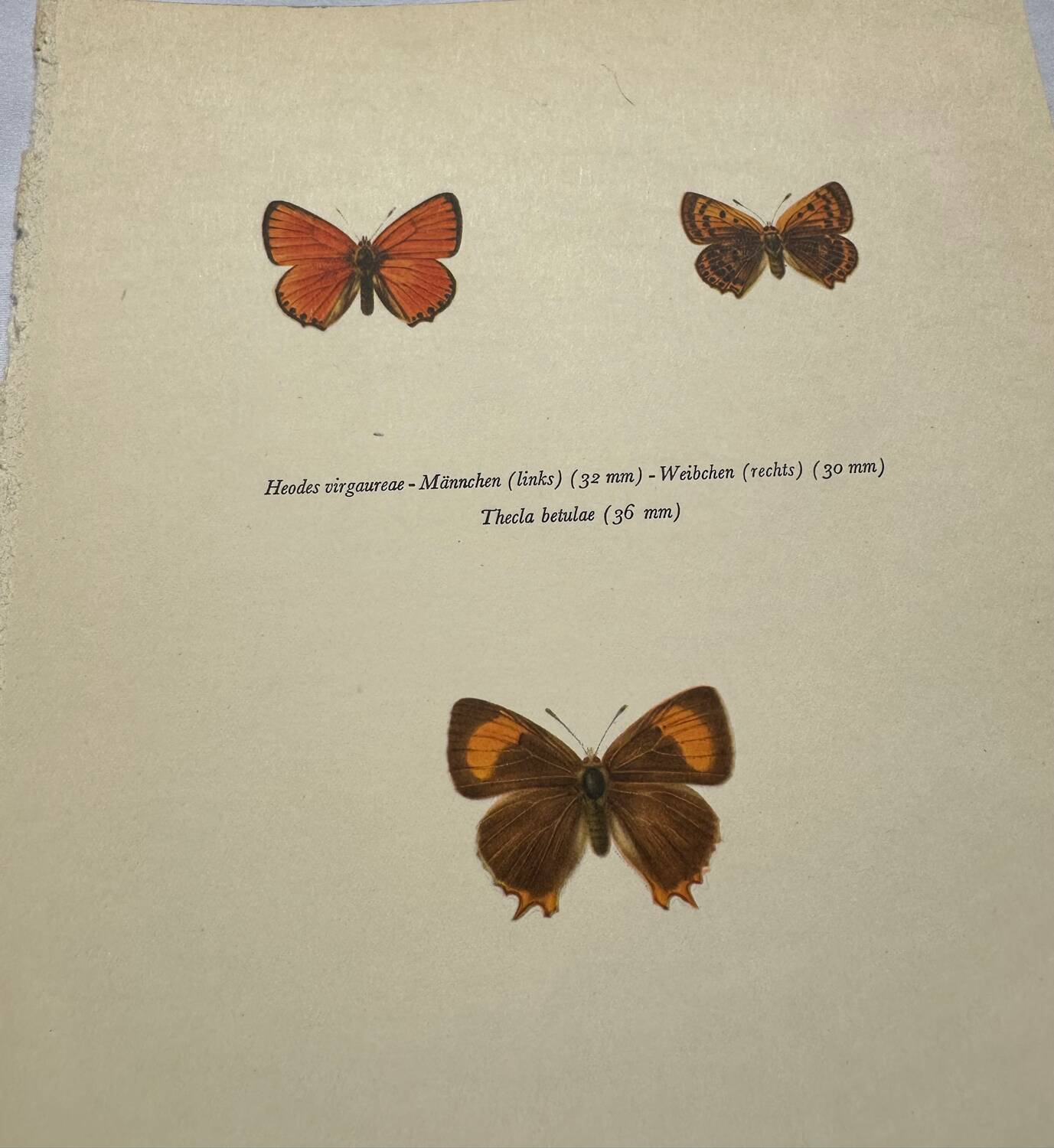 Botanical plate engraving butterfly naturalist 1900 etching antique