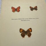Botanical plate engraving butterfly naturalist 1900 old etching