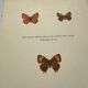 Botanical plate engraving butterfly naturalist 1900 etching antique
