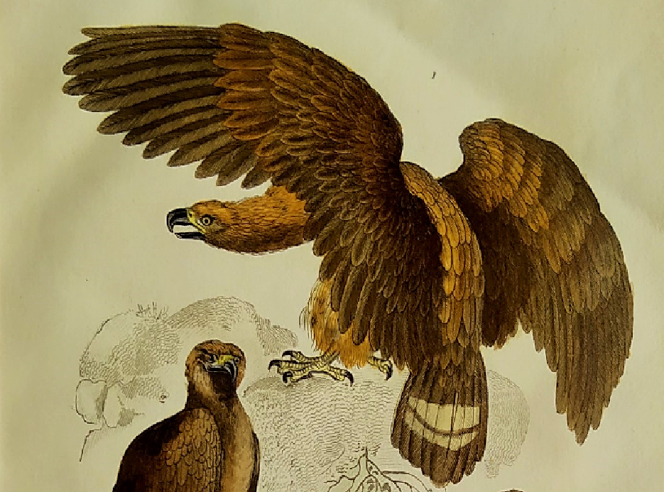 Original ornithological plate "Eagle - Common Eagle - &c..." Buffon 1836