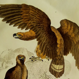 Original ornithological plate "Eagle - Common Eagle - &c..." Buffon 1836