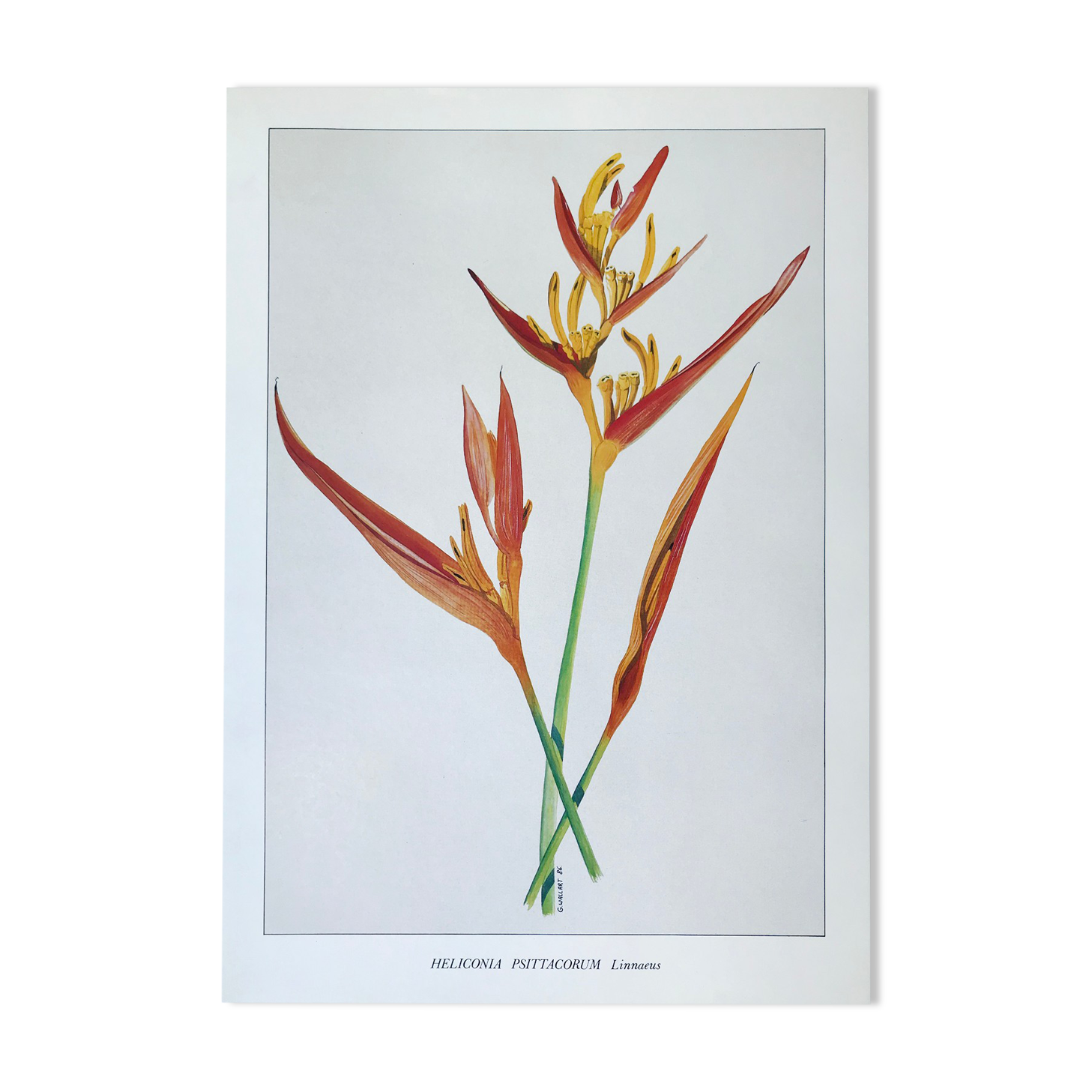 Botanical plate Heliconia Psittacorum