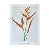 Botanical plate Heliconia Psittacorum