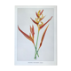 Botanical plate Heliconia Psittacorum