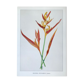 Botanical plate Heliconia Psittacorum