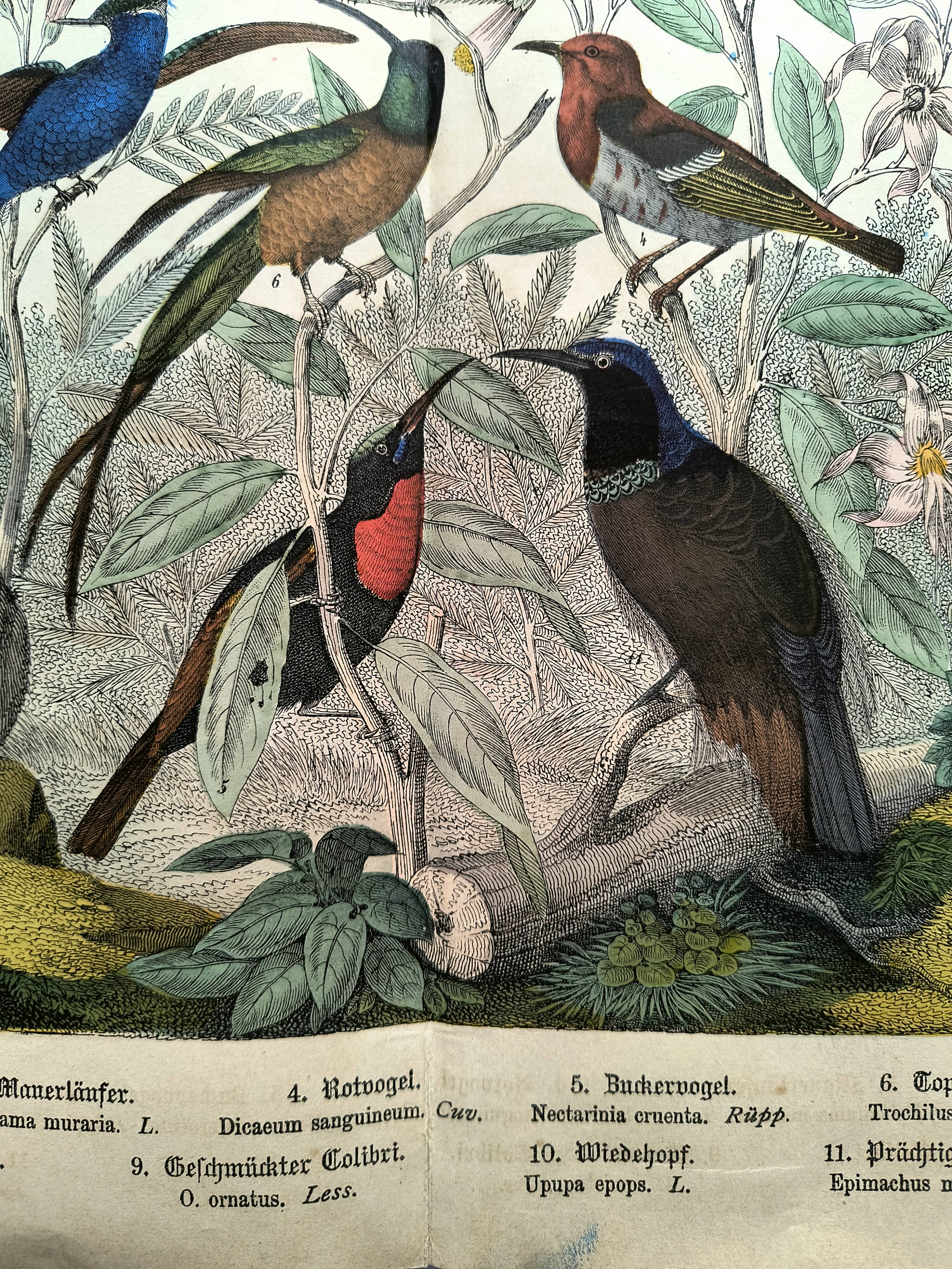 Old engraving from 1886 - Tropical and exotic birds - vintage plate