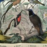 Old engraving from 1886 - Tropical and exotic birds - vintage plate