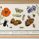 Small poster on “insects and flowers”, after an old engraving from 16