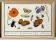 Small poster on “insects and flowers”, after an old engraving from 16
