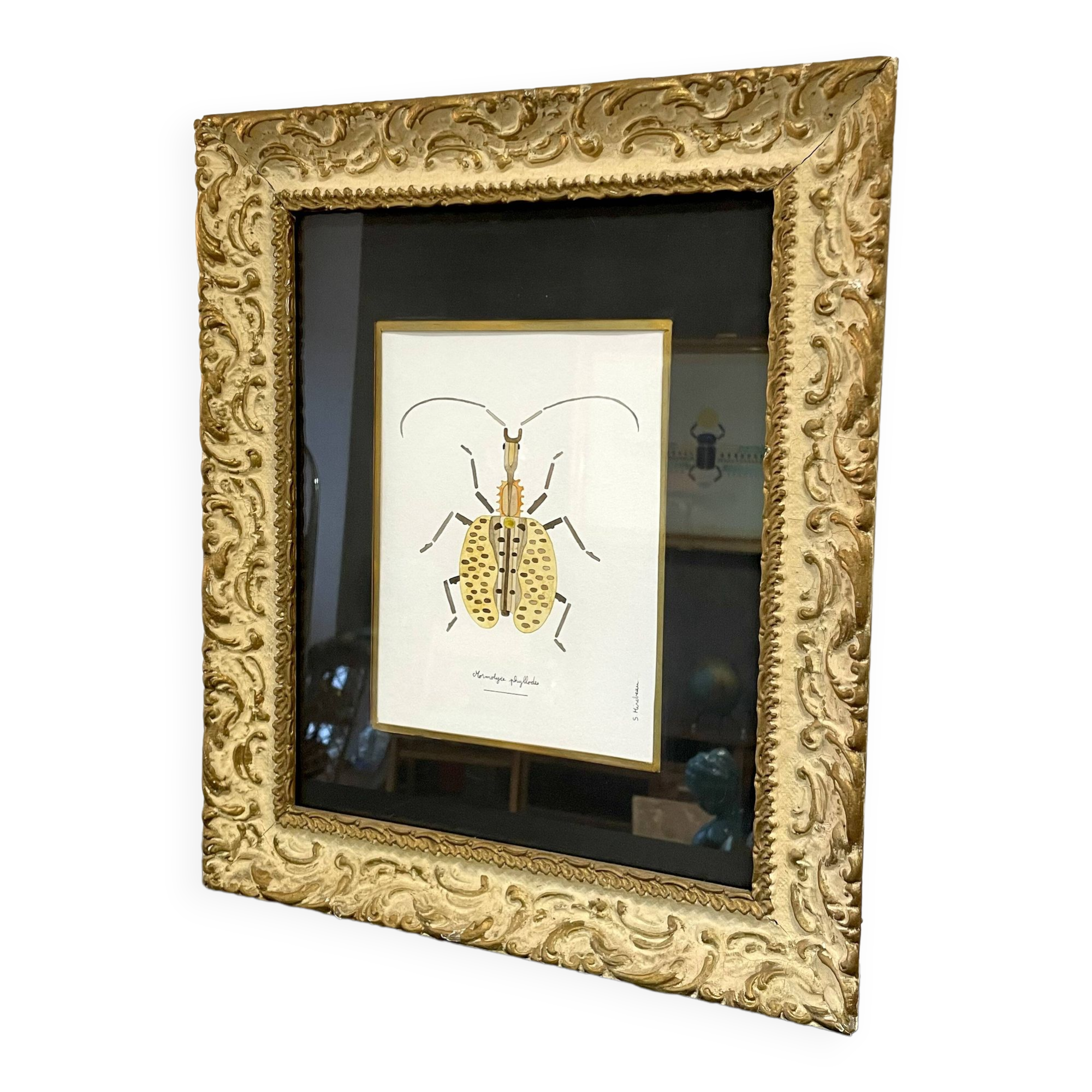 Insect frame