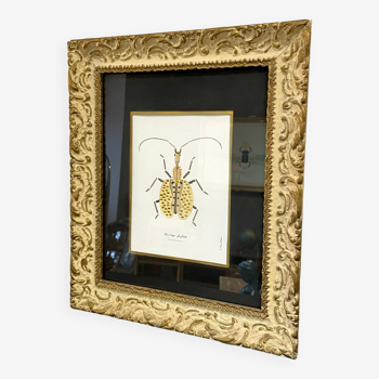 Insect frame