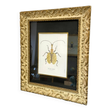 Insect frame
