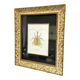 Insect frame
