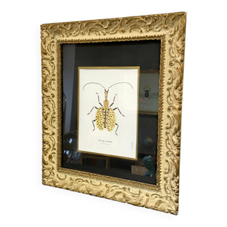 Insect frame