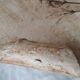 Herbarium cut dish