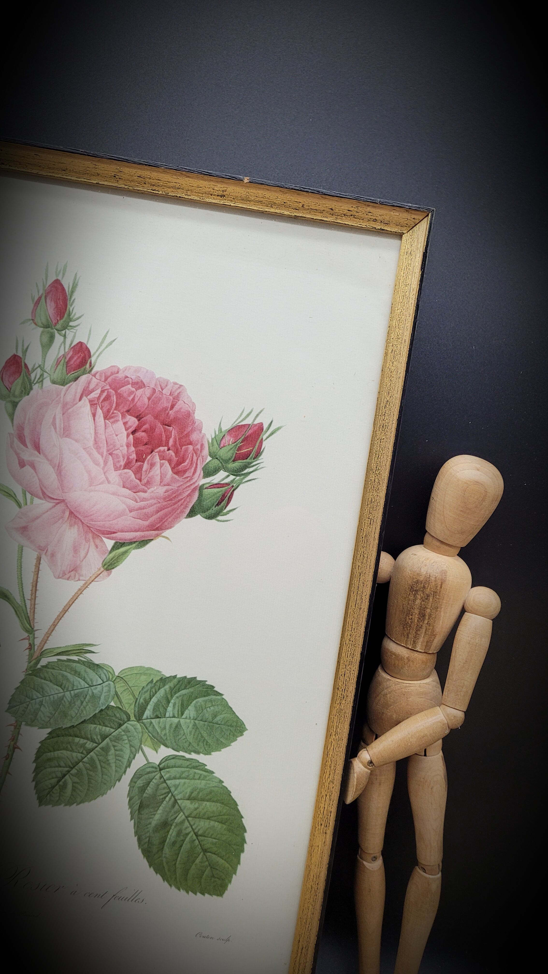 Hundred leaf rose lithograph