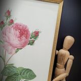 Hundred leaf rose lithograph