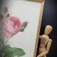 Hundred leaf rose lithograph